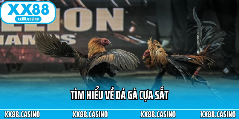 Tìm hiểu về đá gà cựa sắt Tìm hiểu về đá gà cựa sắt